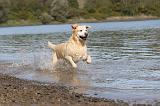 LABRADOR 178